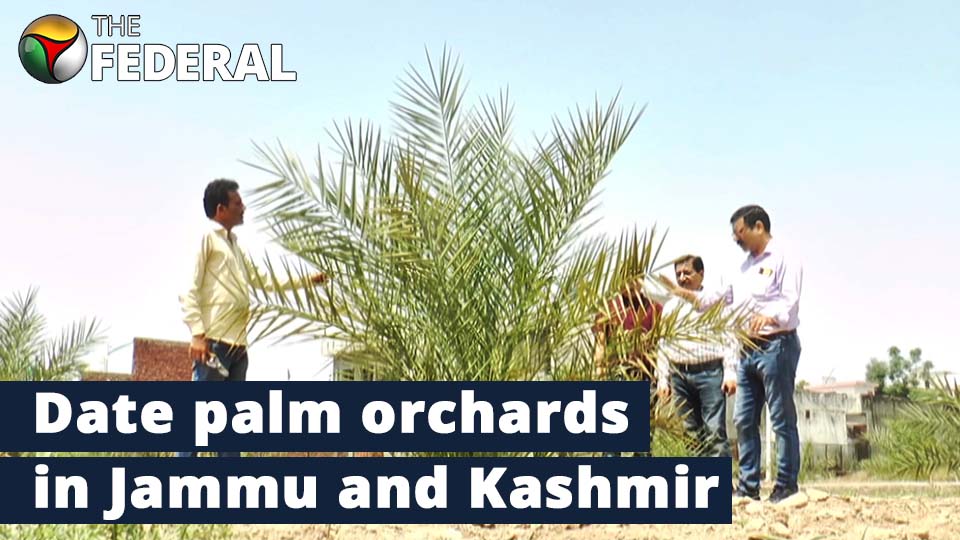Jammu and Kashmir may start growing date palms soon