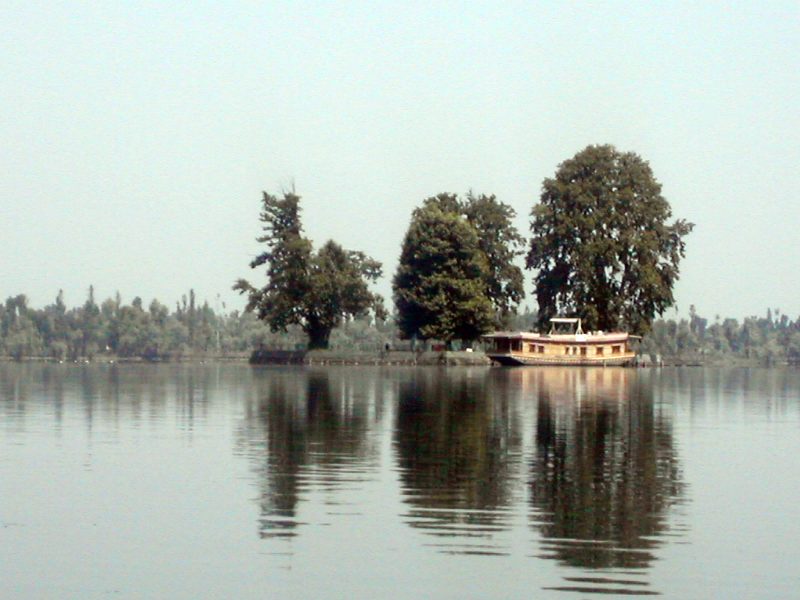 Chinar trees