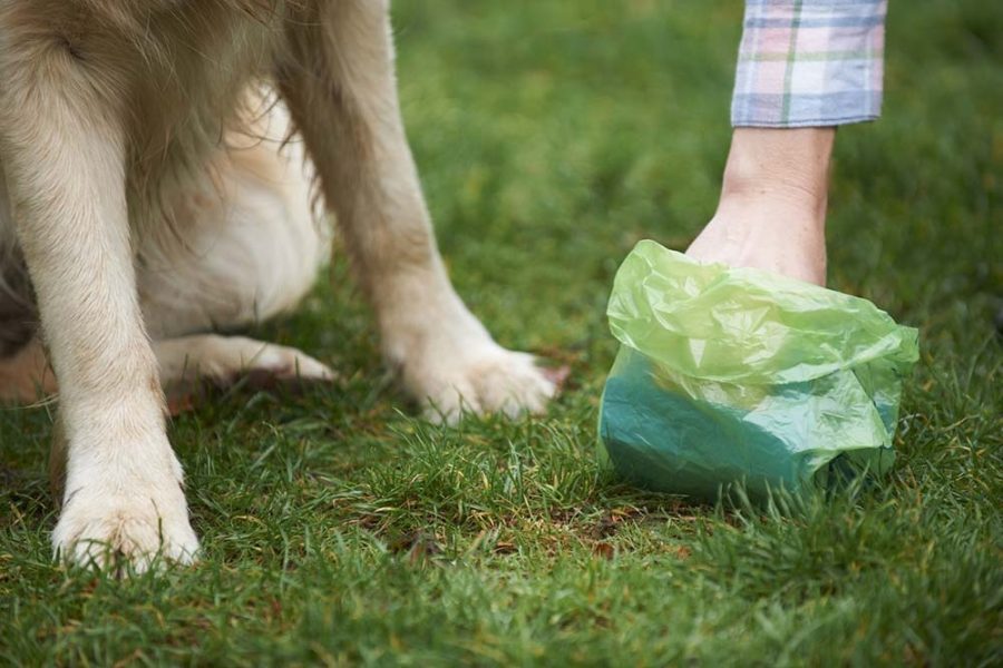 Is leaving dog poo in the street really so bad? Science says its even worse than you think