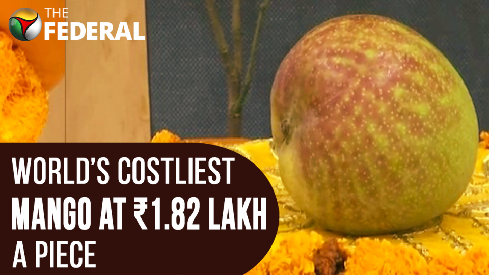 A mango that costs ₹1.8 lakh? Worlds costliest mango on display at Raipur | The Federal