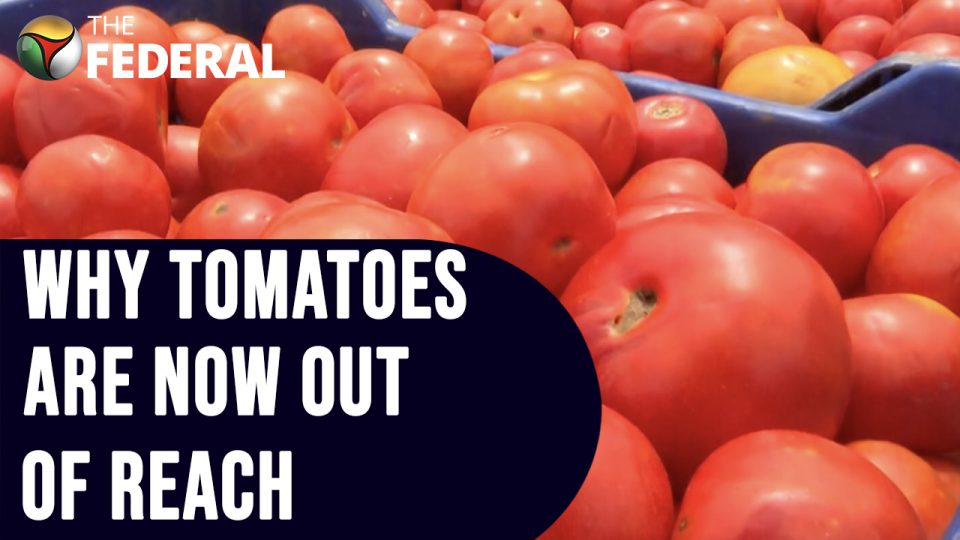 Tomato prices shoot up above Rs 80 | The Federal