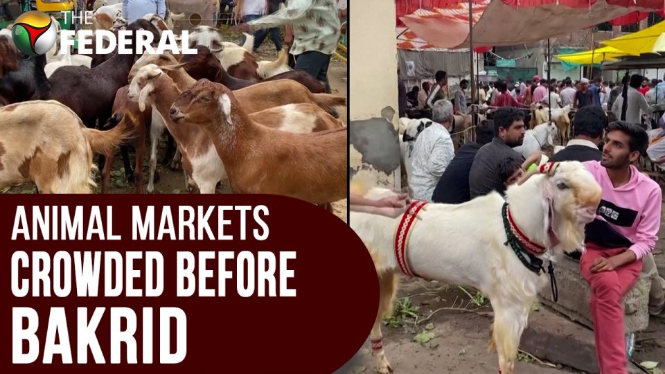 People throng 100-year-old Prayagraj animal market ahead of Bakrid