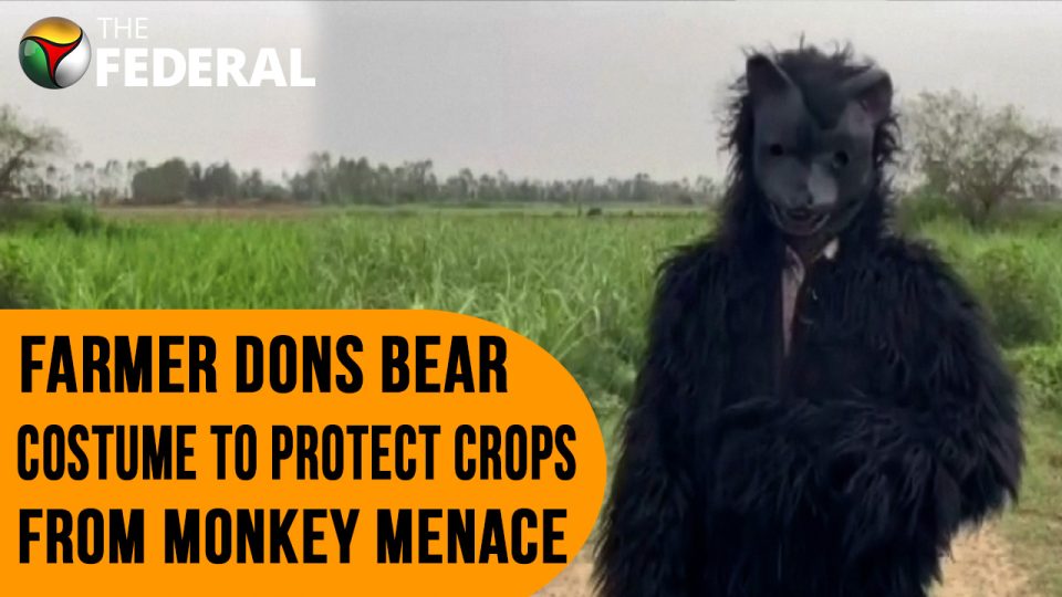 Uttar Pradesh farmer dresses up as a bear to scare monkeys away from crop fields