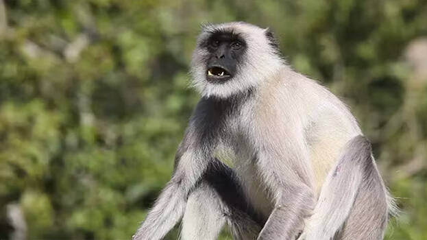 Elusive grey langur gives zookeepers, local residents sleepless nights in Kerala