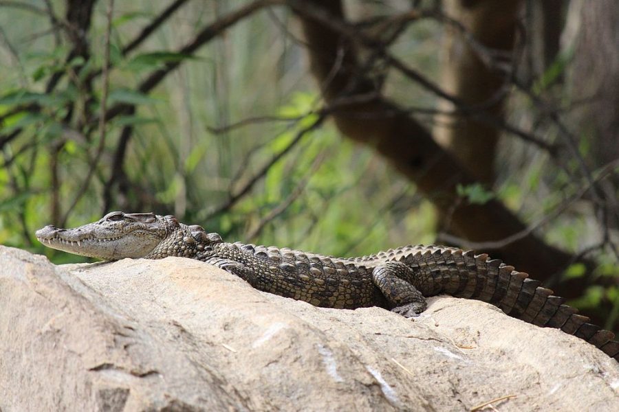 Baby crocodile rescued from Mumbai chawl; may have been brought by rain