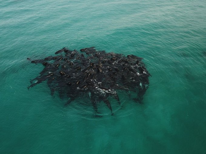 Volunteers working to save nearly 100 beached whales in Australia, but more  than half have died