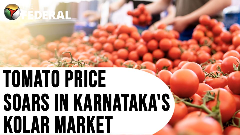 Prices skyrocket at tomato market in Kolar as white fly attack damages crops