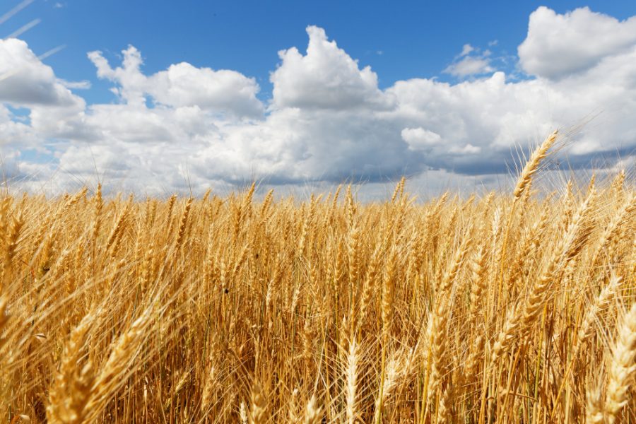 El Nino wheat food supply prices