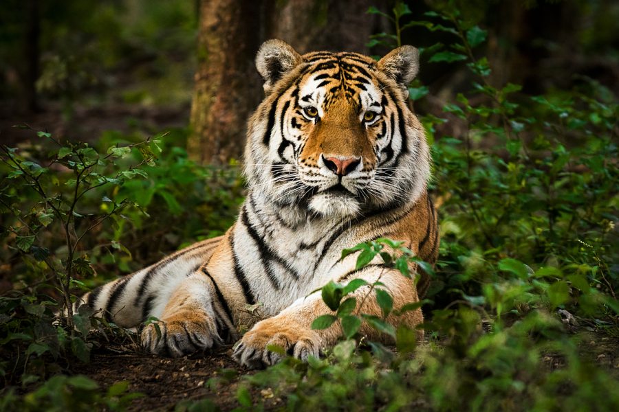 Tiger population has grown from 1,411 to 3,682 in 16 years: Govt in LS