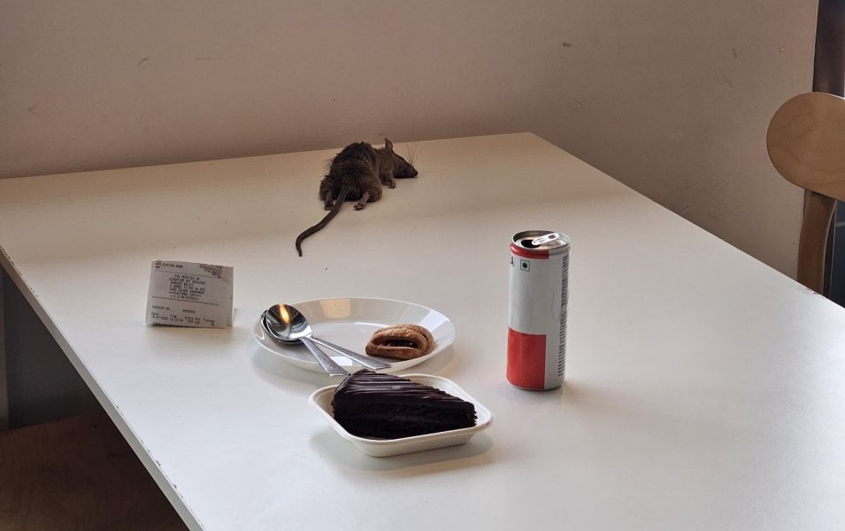 Bengaluru: Dead rat falls on customers food court table; IKEA tenders apology
