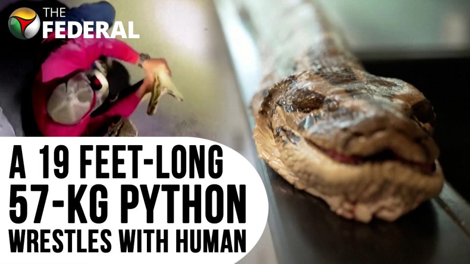 Florida snake hunter overpowers 19-feet-long python