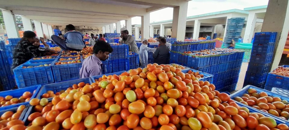 tomato price rise-Kolar-karnataka