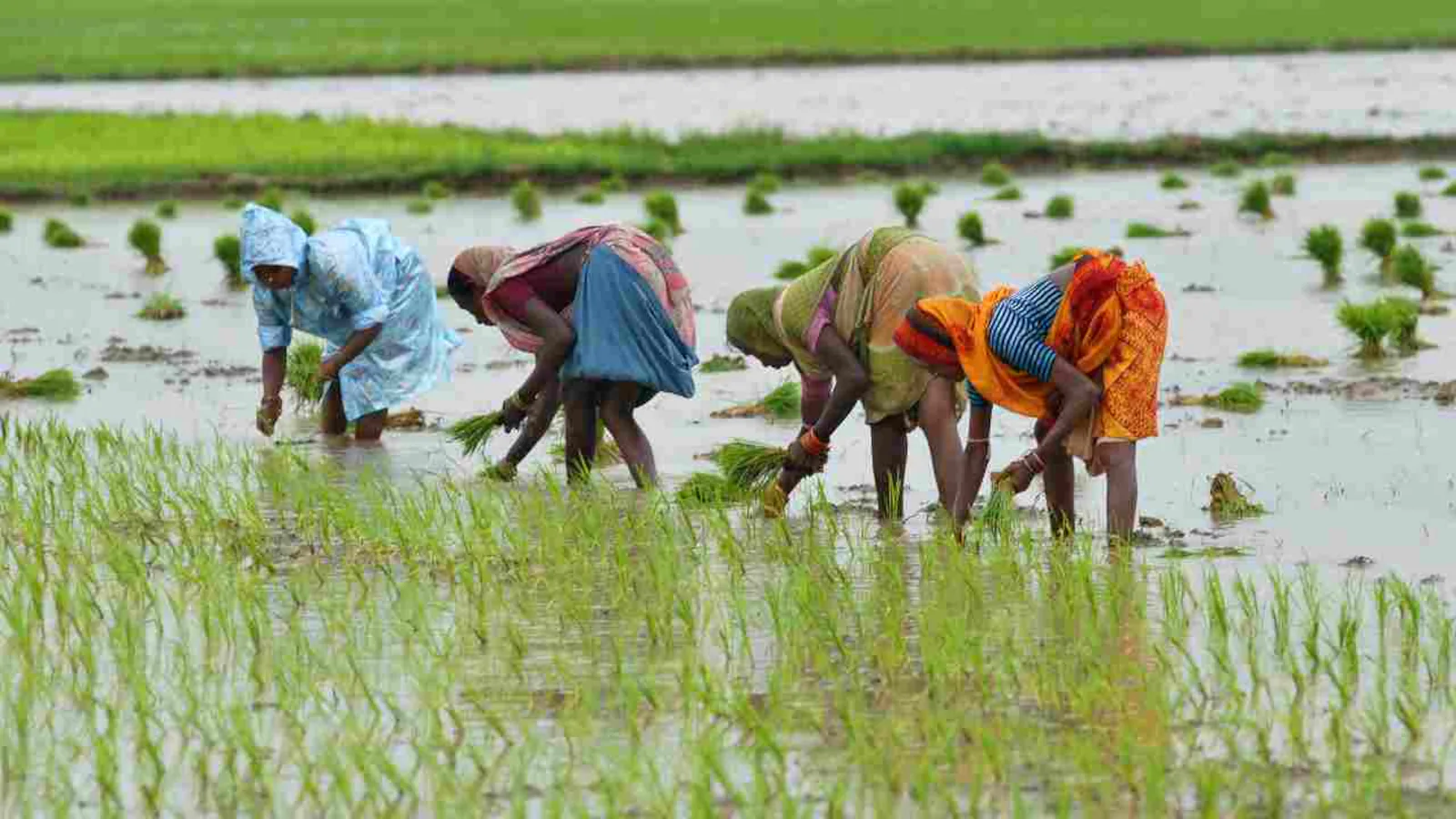 monsoon rice