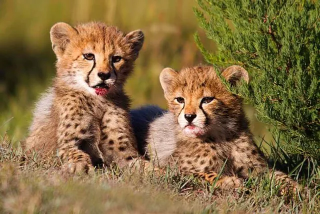 Opt for younger cheetahs habituated to human presence: Aftrican experts to govt