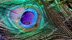 Who threw mobile phone towards PM Modi in Mysuru?