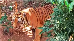 Bodies of Tigress, cub found