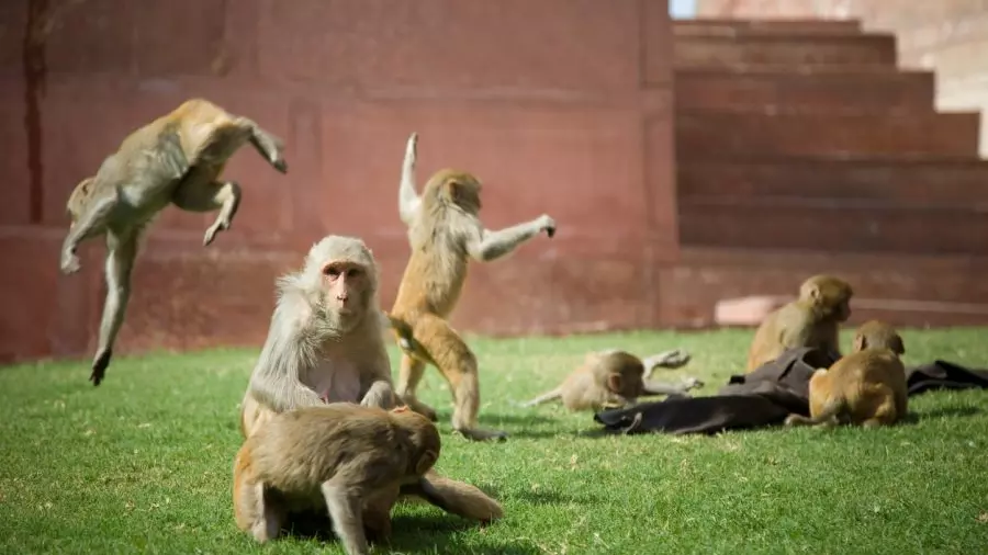 Central Vista, new Parliament building, national emblem, monkey menace in Delhi