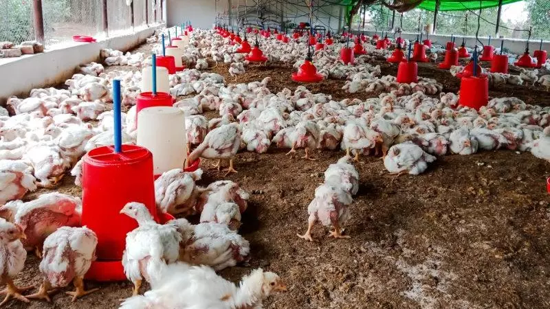 poultry farm