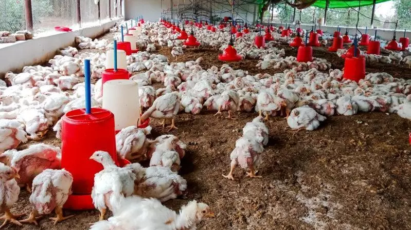 poultry farm