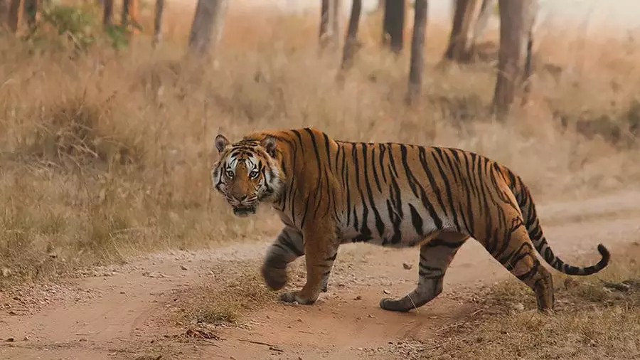 International Tiger Day 2022 International Tiger Day 2022