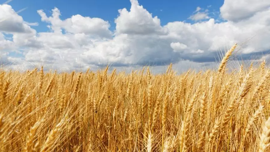 El Nino wheat food supply prices
