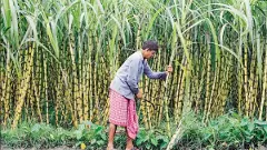 UP sugarcane variety gets fungal disease