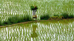 paddy fields Cauvery, farm committee, MSP, crop diversification, natural farming