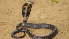 Odisha: Man held for killing wife, two-year-old daughter by releasing cobra into room