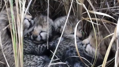 Cheetah cubs, Namibia, Kuno National Park, Siyaya