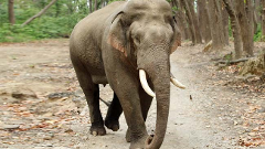wild elephant kills research scholar in Sacon campus near Coimbatore