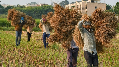 Paddy harvesting