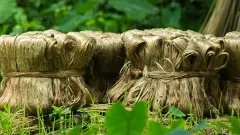 Why Indias jute mills are feeling bitter against sugar industry