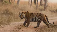 International Tiger Day 2022