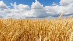 El Nino wheat food supply prices