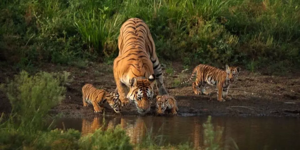 MP: Tigress gives birth to 4 cubs in Panna Tiger Reserve