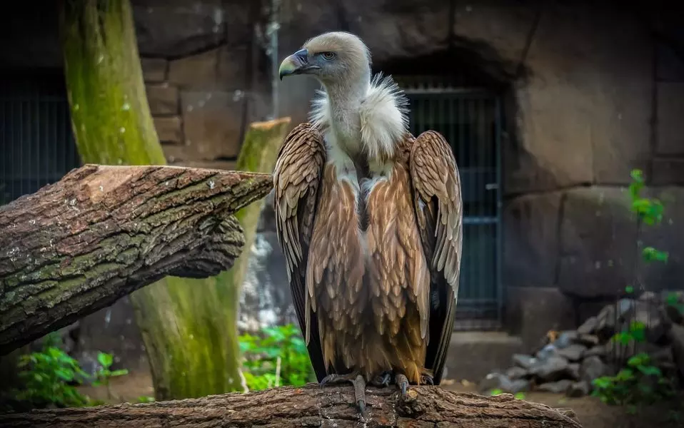 Jharkhand sets up ‘vulture restaurant’ to conserve fast-dwindling species