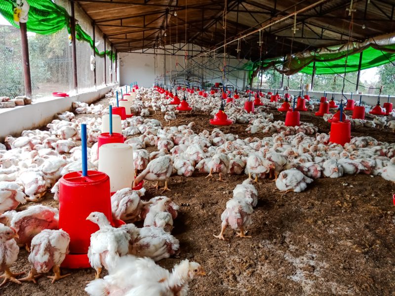 poultry farm