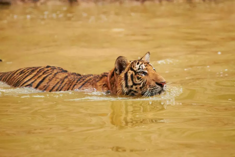 tiger population