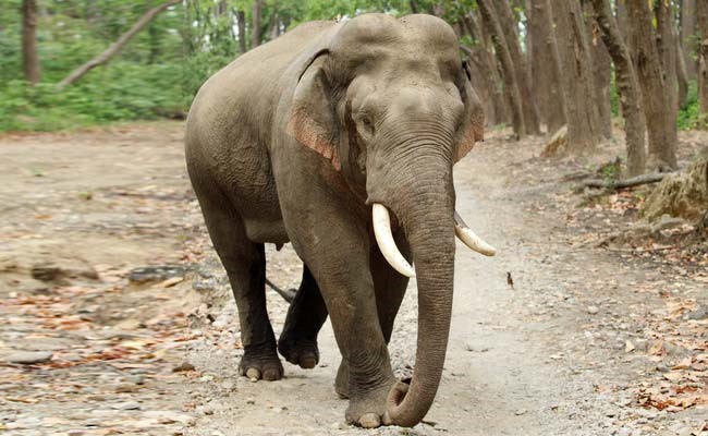 wild elephant kills research scholar in Sacon campus near Coimbatore