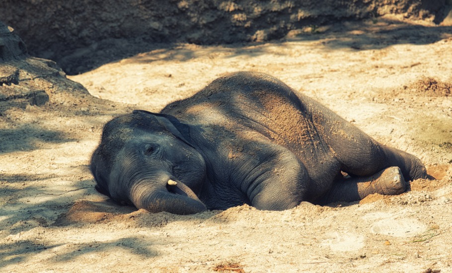 elephants, Cauvery wildlife sanctuary, man-animal conflict,