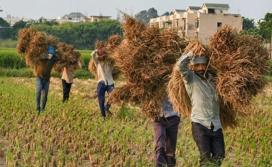 Paddy harvesting