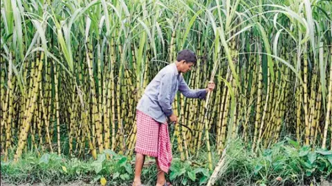 UP sugarcane variety gets fungal disease UP sugarcane variety gets fungal disease