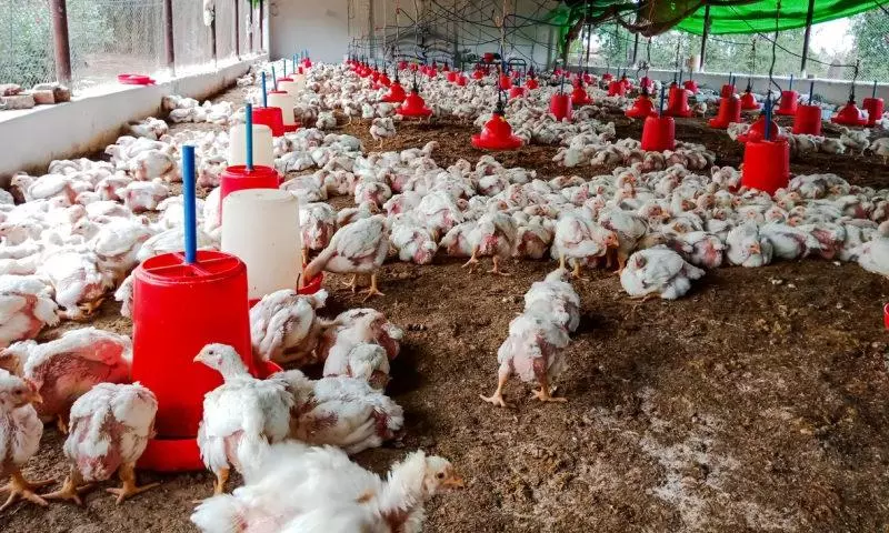 poultry farm