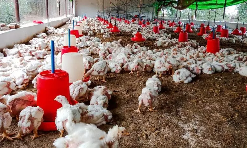 poultry farm