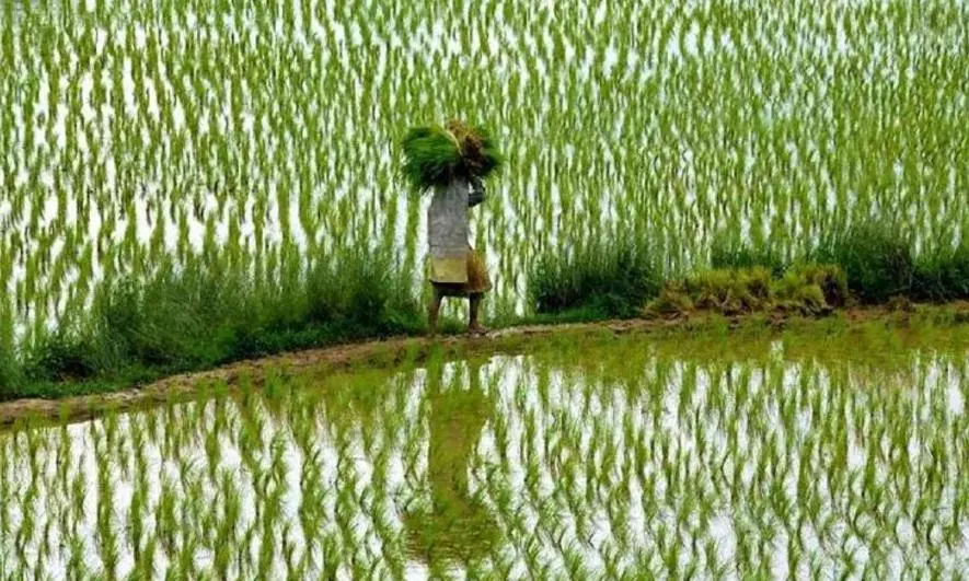 farmer msp farmer msp