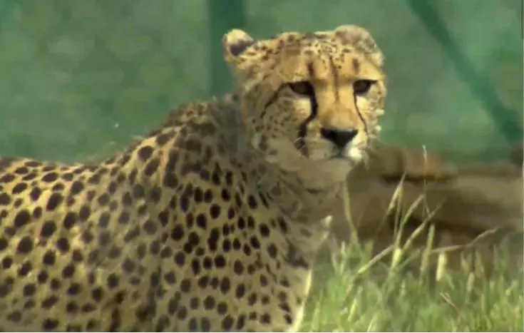 PM releases big cats; radio-collared cheetahs being monitored 24/7