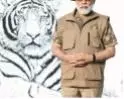 Modi announces tiger census results; its a bit of a whimper