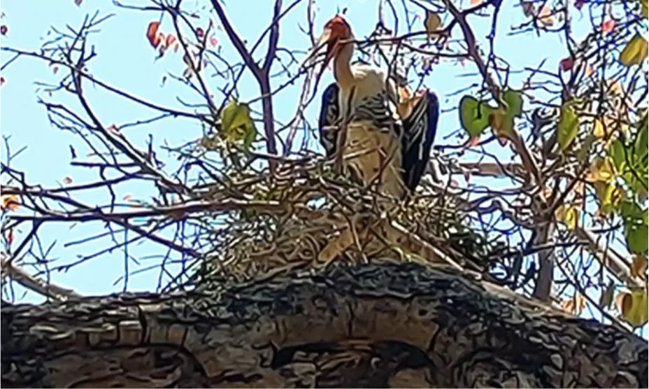 Why Painted Storks made an arid Andhra village their home – and never left