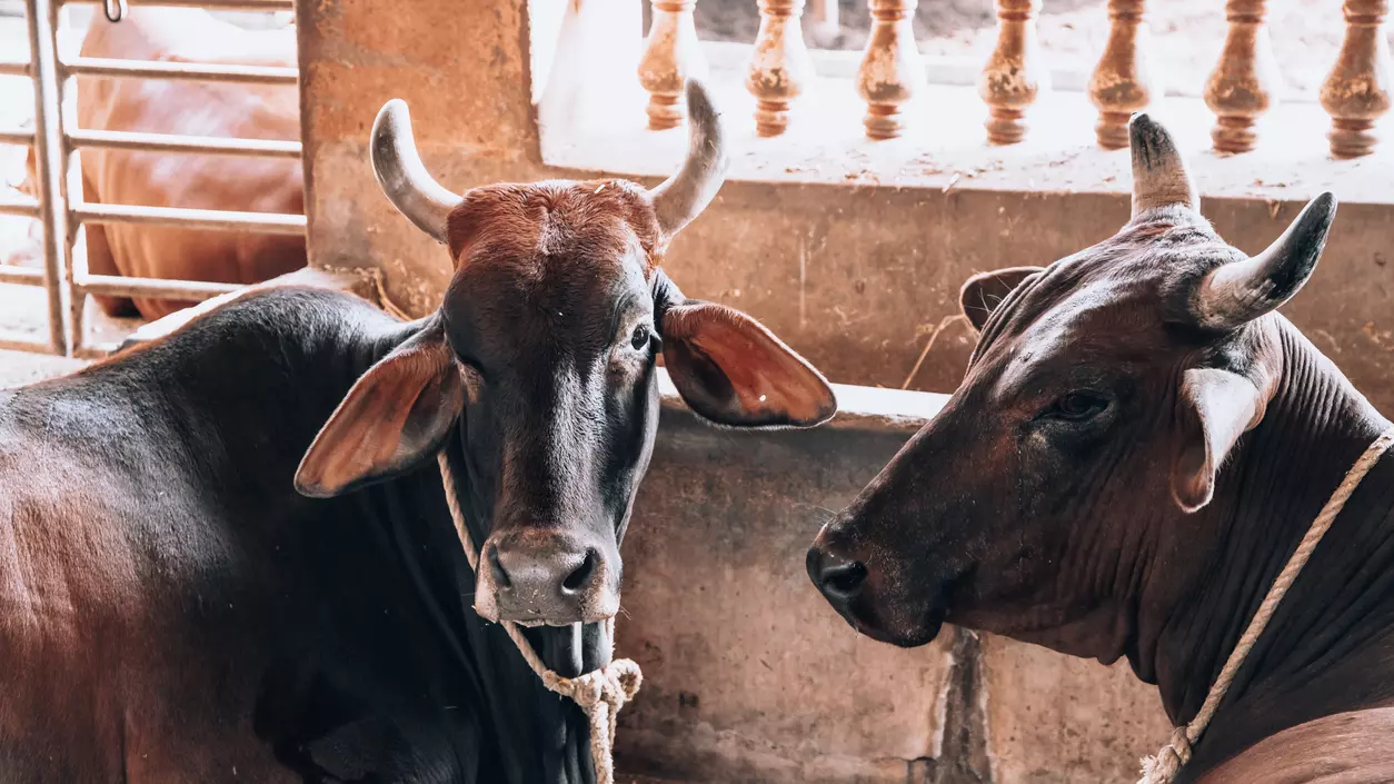 Cow Hug Day, Valentines Day