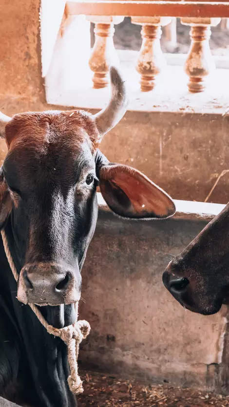 Cow Hug Day, Valentines Day